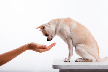 Chihuahua dog. Portrait on white background. A female hand treats the dog a treat.