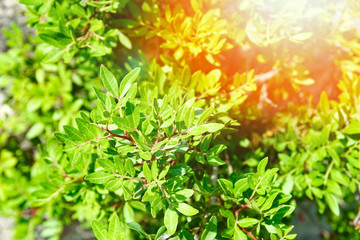 beautiful flowers in the park on nature background
