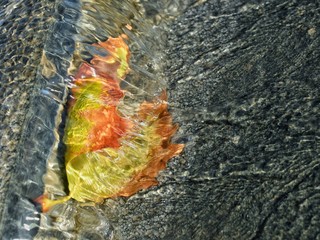 withered maple leaves in the water,autumn