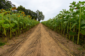 Fototapeta na wymiar sunflower farm field in maryland usa