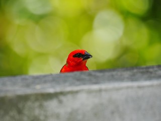 Red Bird peeking