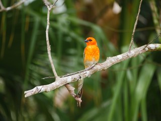Scarlet bird perching on tree branch