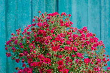  bush of red aster on a blue background.