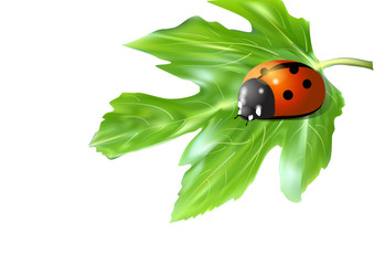 tree leaf and ladybug.