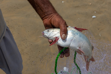 Fish taken from the fishing net 