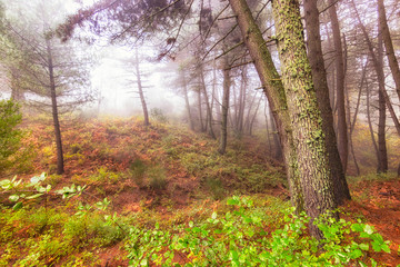 Obraz premium Bosque Otoño
