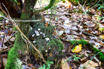Bosque de setas en bosque
