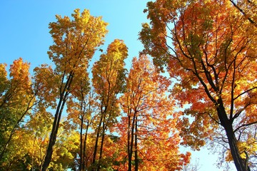 Perfect autumn landscape against the blue sky in the city of Kharkov, Ukraine. City landscape, autumn, blue sky, yellow leaves on the trees, photography for the background, wallpaper and other purpose