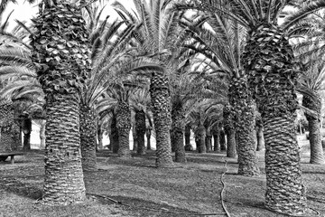 exotic original palm forest growing on the Spanish island of Fuerteventura