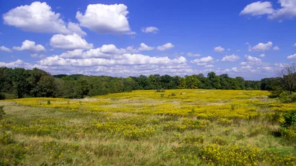 Foto op Canvas Goldenrod field at Wooster, Ohio © Carlos
