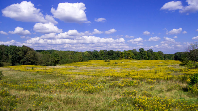 Goldenrod Field At Wooster, Ohio