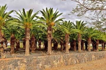 exotic original palm forest growing on the Spanish island of Fuerteventura