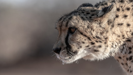 Guépard en Namibie, Afrique