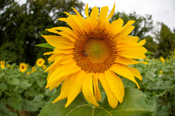 Fototapeta premium sunflower blossom in jarrettsville maryland harford county usa farm field
