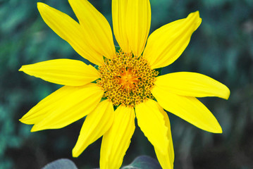 Blooming small sunflowers plant flower, blurry green grass background, top view