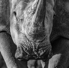 WILD ANIMALS IN NAMIBIA AFRICA