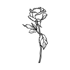Rosebud line drawing. Vector outline Flower in a Trendy Minimalist Style. For the design of Logos, Invitations, posters, Postcards, prints on t-Shirts.