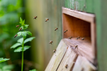 Honigbienen Bienenstock Flug Nahaufnahme Imker Anflug Nektar sammeln Schwarm Königin Sommer Tracht...