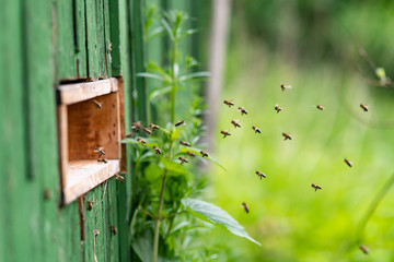 Honigbienen Bienenstock Flug Nahaufnahme Imker Anflug Nektar sammeln Schwarm Königin Sommer Tracht...