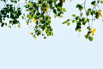 Close-up colorful leaves of birch tree branches against blue sky. Autumn background. Selective focus