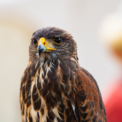 Falke Greifvogel Porträt Nahaufnahme Raubvogel Fänge Schnabel Blick Sehvermögen Falknerei Araber...