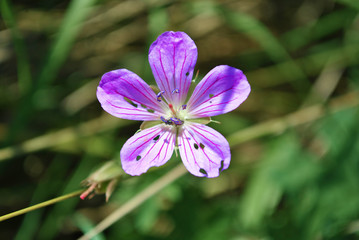 Geranium pratense, the meadow crane's-bill or meadow geranium close up detail, soft blurry green grass background