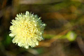 Cephalaria white flower blooming, close up macro detail on soft blurry grass background, top view