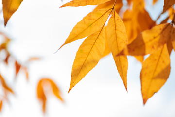 Orange ash leaves on ground against sky and clouds. Autumn fall background. Colorful foliage.