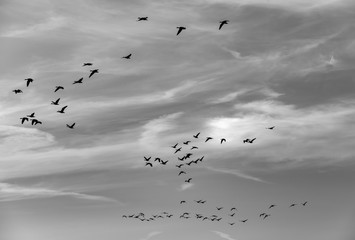 Zugvögel Formation Himmel schwarz weiß Vogelzug Jahreszeiten Keil Graustufen Wolken Abend Gänse Kraniche Gruppen Silhouetten Symbol Zeichen Orientierung Chiemsee Bayern Naturphänomen Reise Wiederkehr
