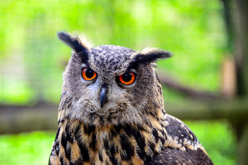 Uhu Eule Nachtjäger Augen Nahaufnahme Bubo bubo Raubvogel Greifvogel orange Gesicht Schnabel...