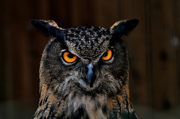 Uhu Eule Nachtjäger Augen Nahaufnahme Bubo bubo Raubvogel Greifvogel orange Gesicht Schnabel Federn Tarnung Camouflage Deutschland Geschützt Artenschutz Mäuse Kleinsäuger Beute Fang Klauen