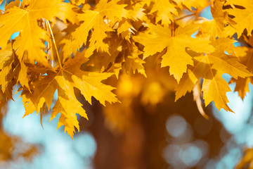 Naklejka na ściany i meble Close-up yellow maple leaves on tree against blue sky and defocused trees. Autumn fall background. Colorful foliage.