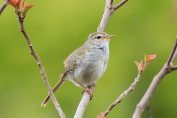 Warbler - Japanese spring bird