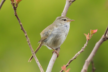 Warbler - Japanese spring bird