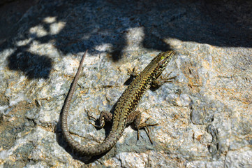 Eidechse Podarcis muralis Felsen Sonne Italien Steineidechse Mauer Eidechse Nahaufnahme Makro Tarnung Sardinien Italien Camouflage Wärme Schatten wechelwarm Reptilien Schwanz Beute Sardinien