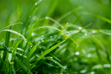 Close-up of fresh green grass with water drops. Selective focus. Nature background