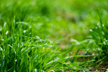 Obraz premium Nature background. Fresh green grass with water drops after rain. Selective focus.