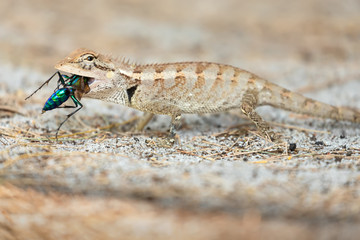 Lizard eating a colorful wasp