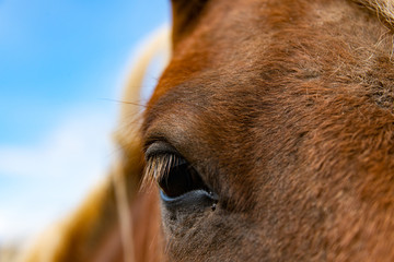 Islandpferd Auge Island Pony Nahaufnahme braun Wimpern Fell braun Fuchs Mähne Blick Treue...