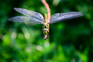 Blaugrüne Mosaikjungfer Aeshna cyanea Teich Gewässer Großlibelle Nahaufnahme Makro Deutschland Sauerland vier Flügel Ast Ansitz Beute Raubtier Ausschau Symmetrie transparent Teich Gewässer