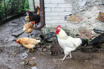 White Sussex rooster and colored chicken. Dual purpose, eggs and meat. Poultry walks near the barn on a rainy day.Agricultural farm. Podlasie, Poland.
