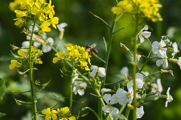 Agriculture field yellow sunny day plant