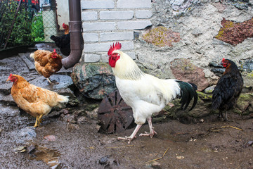 White Sussex rooster and color  chicken. Dual purpose, eggs and meat. Poultry walks near the stone barn . Agricultural farm. Podlasie, Poland.