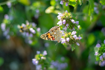 Beautiful butterfly on little flowers 5