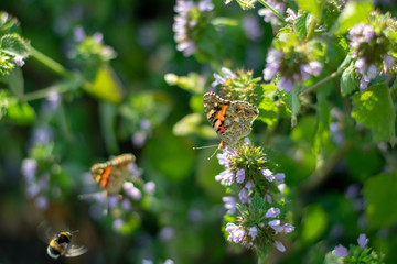Beautiful butterfly on little flowers 6