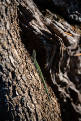 Mauereidechse Podarcis muralis Sardinien Baum Rinde Tarnung Reptil Nahaufnahme Makro Reptil Versteck klettern Schwanz grün Camouflage Italien Mittelmeerraum klettern mediterran Fauna wechselwarm