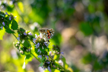 Beautiful butterfly on little flowers 8