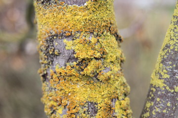tree, bark, nature, forest, wood, trunk, green, texture, moss, trees, plant, brown, pine, old,...