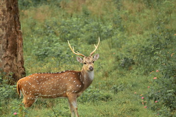 a chital or cheetal or spotted deer (axis axis) in bandipur national park in karnataka in india. bandipur national park is a part of western ghats biodiversity hotspot