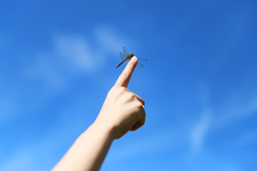 指に止まるトンボ © yu_photo